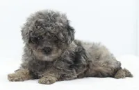 Smokey Merle tricolor phantom , a male Poodle - Toy  for sale in Dayton, OH – Photo 1 of 9
