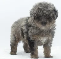 Smokey Merle tricolor phantom , a male Poodle - Toy  for sale in Dayton, OH – Photo 7 of 9