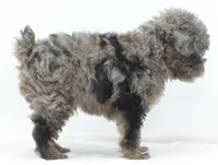 Smokey Merle tricolor phantom , a male Poodle - Toy  for sale in Dayton, OH – Photo 3 of 9