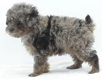 Smokey Merle tricolor phantom , a male Poodle - Toy  for sale in Dayton, OH – Photo 5 of 9