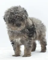 Smokey Merle tricolor phantom , a male Poodle - Toy  for sale in Dayton, OH – Photo 9 of 9