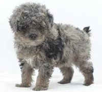 Smokey Merle tricolor phantom , a male Poodle - Toy  for sale in Dayton, OH – Photo 2 of 9