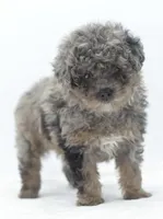 Smokey Merle tricolor phantom , a male Poodle - Toy  for sale in Dayton, OH – Photo 6 of 9
