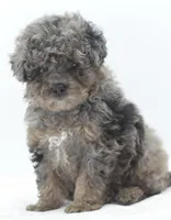 Smokey Merle tricolor phantom , a male Poodle - Toy  for sale in Dayton, OH – Photo 8 of 9