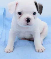 Milo, a male Boston Terrier and French Bulldog for sale in Dayton, OH – 3 of 8
