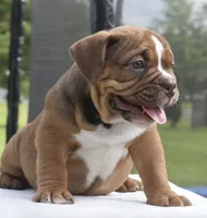 Legacy mini red bulldog hybrid , a female English Bulldog and French Bulldog for sale in Dayton, OH – 6 of 10