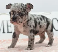Ruby merle, a female Boston Terrier and French Bulldog for sale in Dayton, OH – 9 of 10