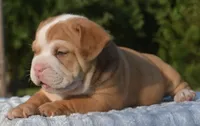 Tank mini hybrid bulldog , a male English Bulldog and French Bulldog for sale in Dayton, OH – 5 of 8