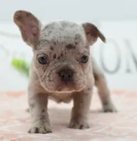 Bria merle , a female Boston Terrier and French Bulldog for sale in Dayton, OH – 5 of 8
