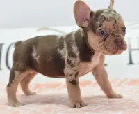 Pumpkin spice , a female Boston Terrier and French Bulldog for sale in Dayton, OH – 2 of 6