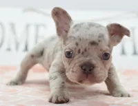 Bria merle , a female Boston Terrier and French Bulldog for sale in Dayton, OH – 4 of 8