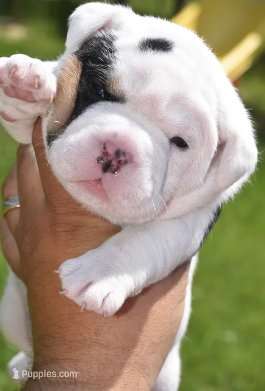 Fiona mini bulldog hybrid  – English Bulldog, French Bulldog puppy for sale in Dayton, OH