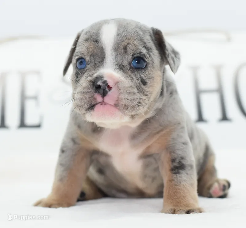 Lux blue eyes merle – English Bulldog, Olde English Bulldogge puppy for sale in Dayton, OH