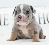 Lux blue eyes merle, a male English Bulldog and Olde English Bulldogge for sale in Dayton, OH – 10 of 10