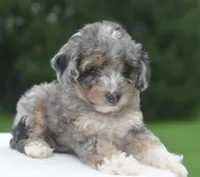 Dixie , a female Poodle - Toy  for sale in Dayton, OH – 5 of 10