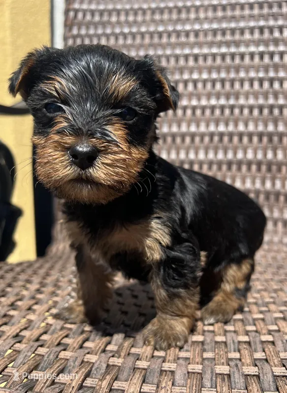Maxwell Yorkie puppy  – Yorkshire Terrier puppy for sale in Dayton, OH