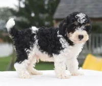 Bentley , a male Poodle - Toy  for sale in Dayton, OH – 3 of 10