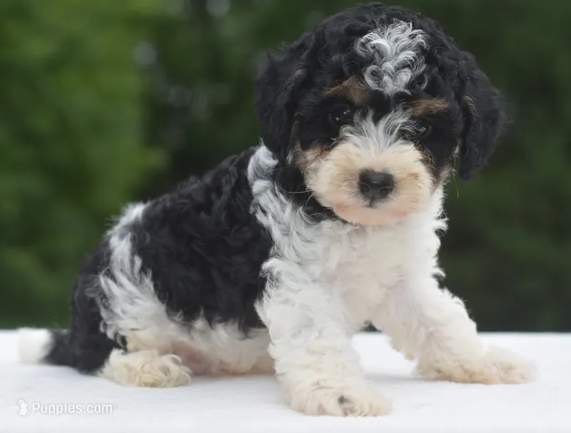 Bentley  – Poodle - Toy  puppy for sale in Dayton, OH