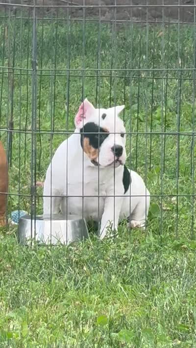 Fiona mini bulldog hybrid , a female English Bulldog and French Bulldog for sale in Dayton, OH – 6 of 6