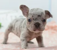 Bria merle , a female Boston Terrier and French Bulldog for sale in Dayton, OH – 6 of 8
