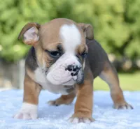 Bruno mini hybrid bulldog, a male English Bulldog and French Bulldog for sale in Dayton, OH – 2 of 8