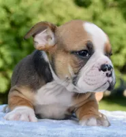 Bruno mini hybrid bulldog, a male English Bulldog and French Bulldog for sale in Dayton, OH – 4 of 8
