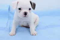 Milo, a male Boston Terrier and French Bulldog for sale in Dayton, OH – 6 of 8