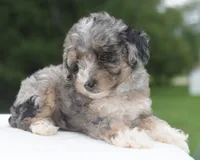 Dixie , a female Poodle - Toy  for sale in Dayton, OH – 7 of 10