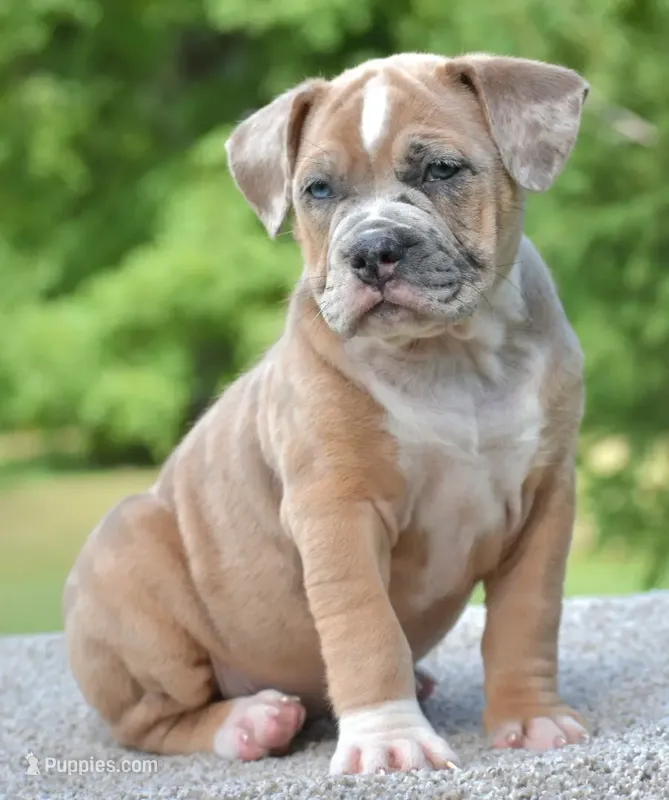 Mini bulldogge