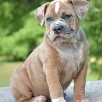 Mini bulldogge, a female French Bulldog and Olde English Bulldogge for sale in Dayton, OH – Photo 1 of 10
