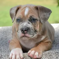 Mini bulldogge, a female French Bulldog and Olde English Bulldogge for sale in Dayton, OH – Photo 6 of 10