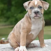 Mini bulldogge, a female French Bulldog and Olde English Bulldogge for sale in Dayton, OH – Photo 8 of 10