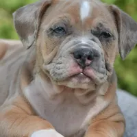 Mini bulldogge, a female French Bulldog and Olde English Bulldogge for sale in Dayton, OH – Photo 2 of 10