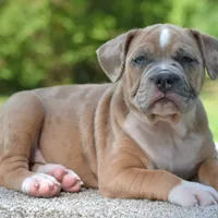Mini bulldogge, a female French Bulldog and Olde English Bulldogge for sale in Dayton, OH – Photo 4 of 10