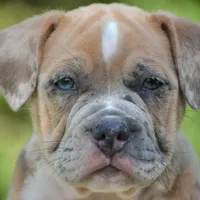 Mini bulldogge, a female French Bulldog and Olde English Bulldogge for sale in Dayton, OH – Photo 5 of 10