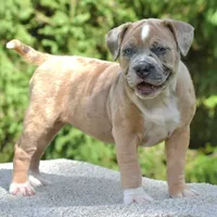 Mini bulldogge, a female French Bulldog and Olde English Bulldogge for sale in Dayton, OH – Photo 7 of 10