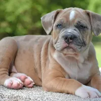 Mini bulldogge, a female French Bulldog and Olde English Bulldogge for sale in Dayton, OH – Photo 3 of 10