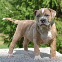 Mini bulldogge, a female French Bulldog and Olde English Bulldogge for sale in Dayton, OH – Photo 9 of 10