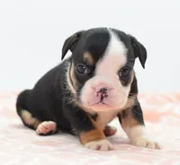 Princess tiny Bulldog hybrid , a female English Bulldog and Olde English Bulldogge for sale in Dayton, OH – 8 of 10