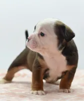 Rosie tricolor hybrid Bulldog , a female English Bulldog and Olde English Bulldogge for sale in Dayton, OH – 6 of 10