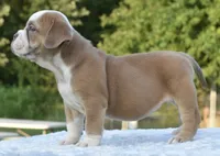 Luna bully hybrid , a female English Bulldog and Olde English Bulldogge for sale in Dayton, OH – 9 of 10
