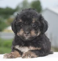 Molly , a female Poodle - Toy  for sale in Dayton, OH – 10 of 10