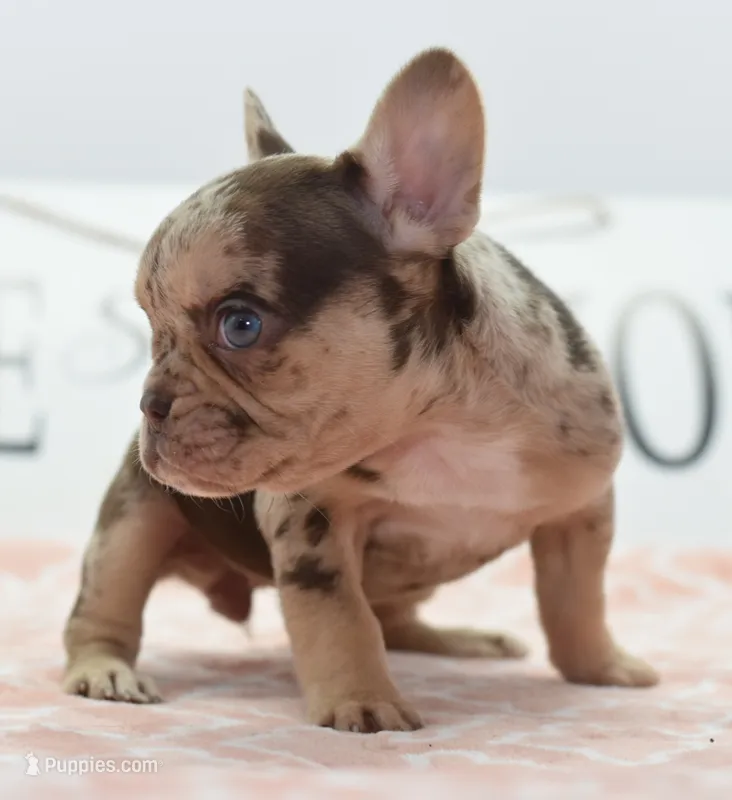 Pumpkin spice  – Boston Terrier, French Bulldog puppy for sale in Dayton, OH
