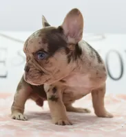Pumpkin spice , a female Boston Terrier and French Bulldog for sale in Dayton, OH – 4 of 6