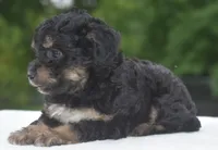 Molly , a female Poodle - Toy  for sale in Dayton, OH – 8 of 10