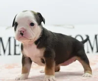 Queen tricolor Bulldog hybrid , a female English Bulldog and Olde English Bulldogge for sale in Dayton, OH – 9 of 10
