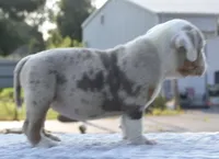 Maggie mini hybrid bulldog, a female English Bulldog and French Bulldog for sale in Dayton, OH – 7 of 10