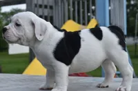 Fiona mini bulldog hybrid , a female English Bulldog and French Bulldog for sale in Dayton, OH – 6 of 8