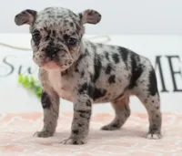 Ruby merle, a female Boston Terrier and French Bulldog for sale in Dayton, OH – 3 of 10