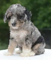 Dixie , a female Poodle - Toy  for sale in Dayton, OH – 2 of 10